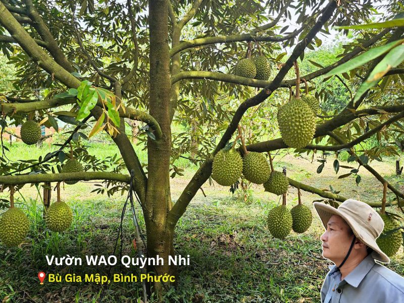 Vườn Sầu Riêng WAO FOODs