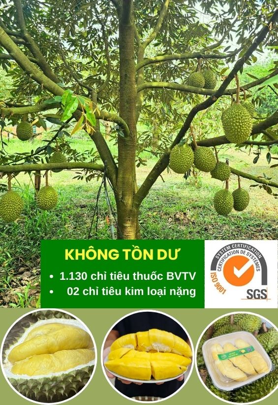 Vườn Sầu Riêng WAO Quỳnh Nhi
