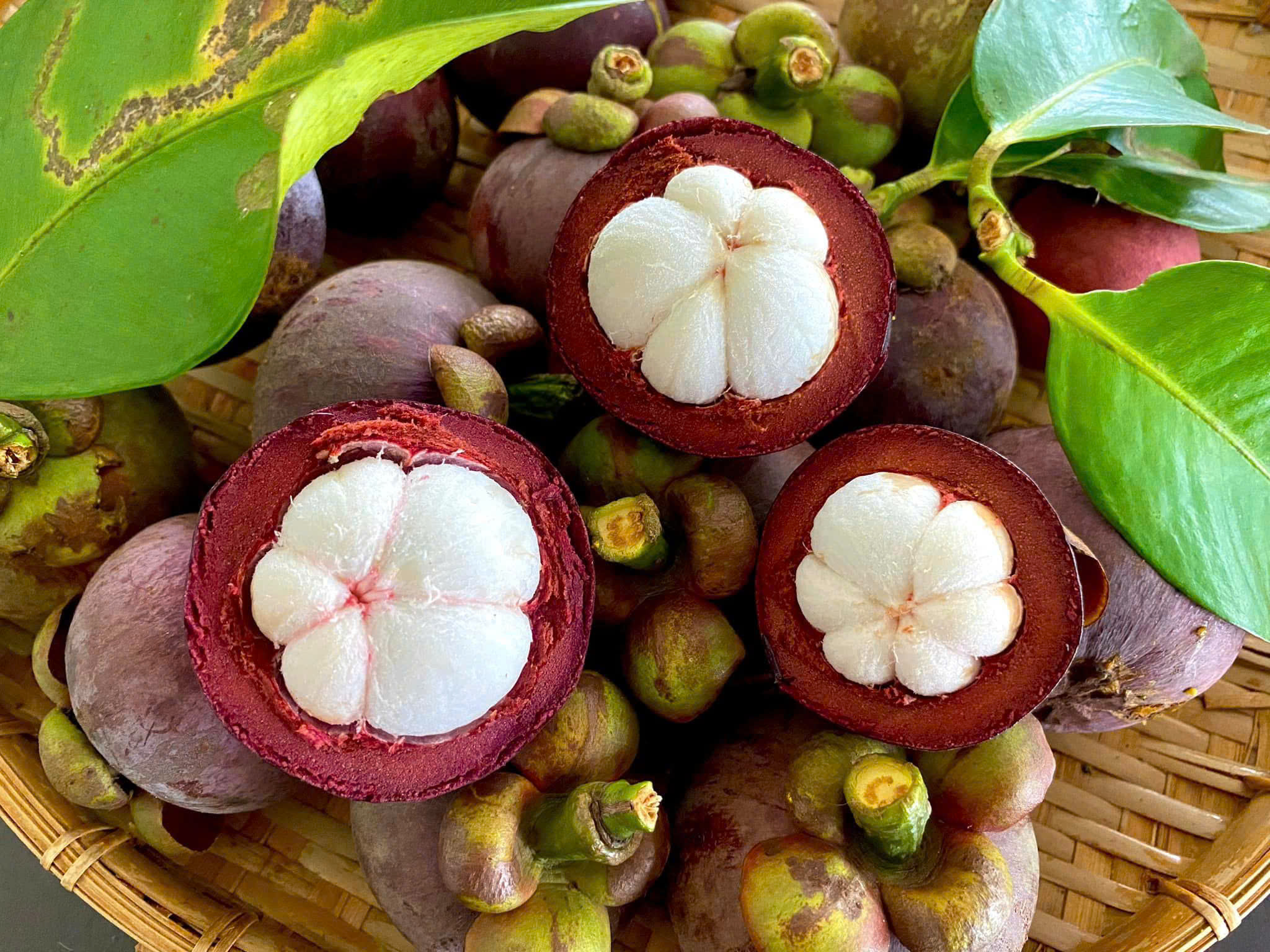 Măng cụt từ vườn cổ thụ hơn 100 tuổi