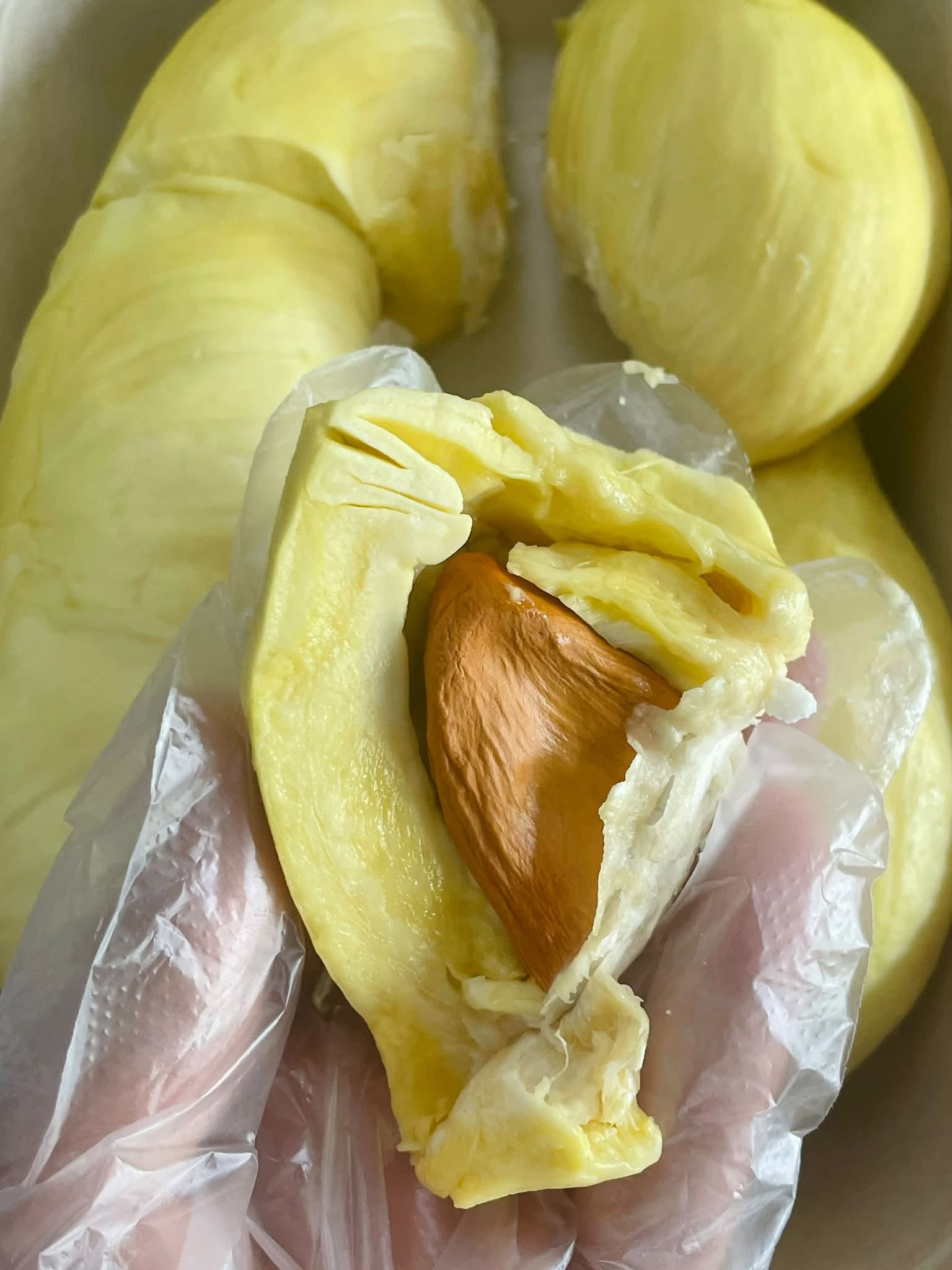 Sầu Thái Loại 2